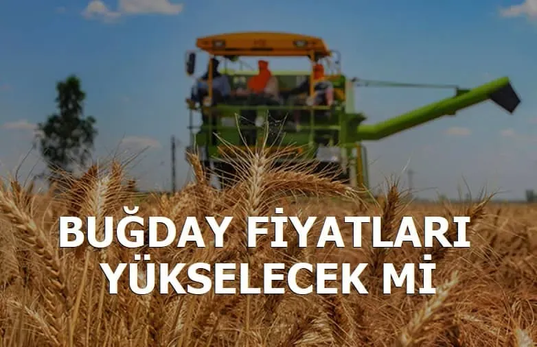 2025 Buğday Fiyatı: TMO Alım Fiyatları ve Destekler