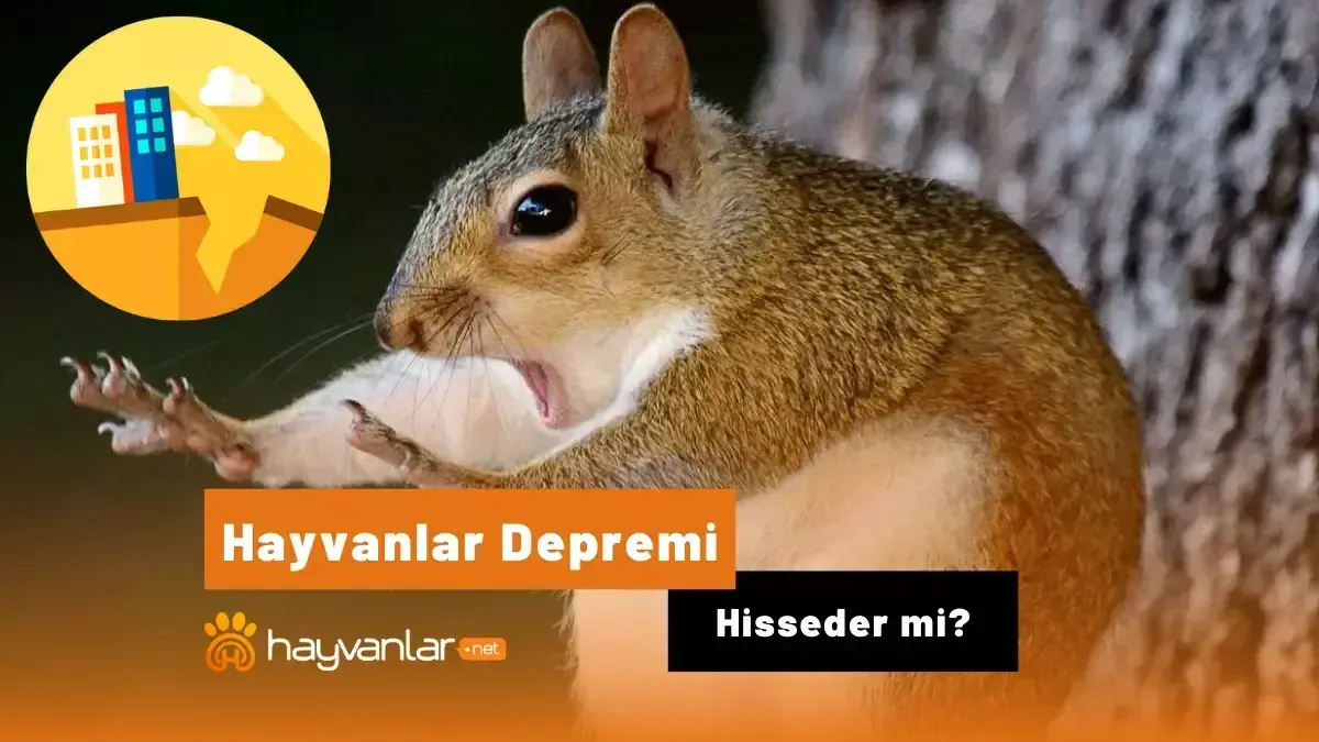 Hayvanlar Depremi Hisseder Mi? Bilimsel Gerçekler