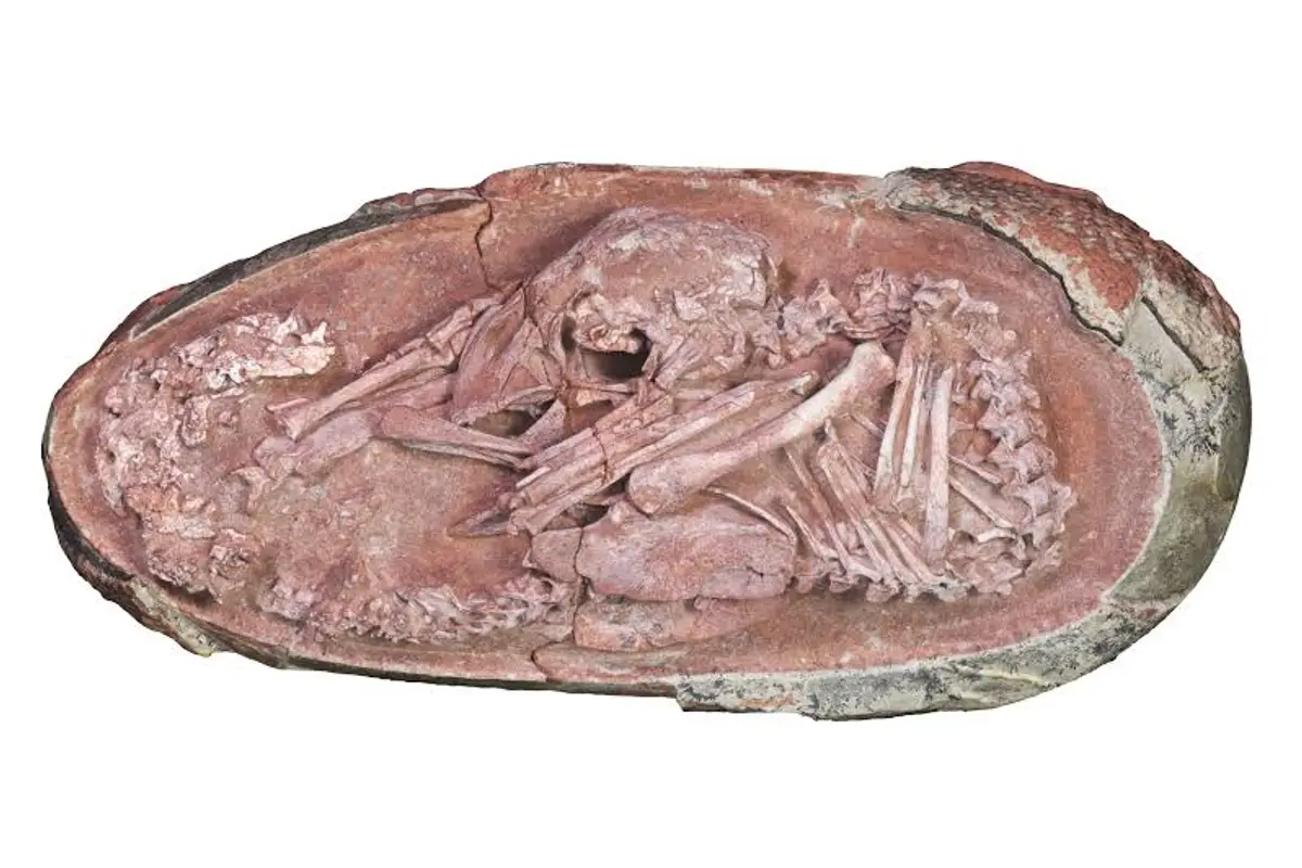 Dinosaur Embryo Found in Argentina: 3 Revolutionary Impacts on Avian Evolution