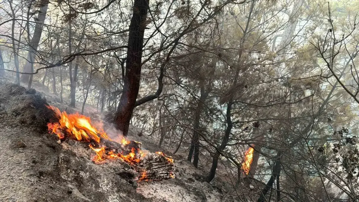 Muğla Orman Yangınları: Jandarma Ekiplerinin Önlemleri
