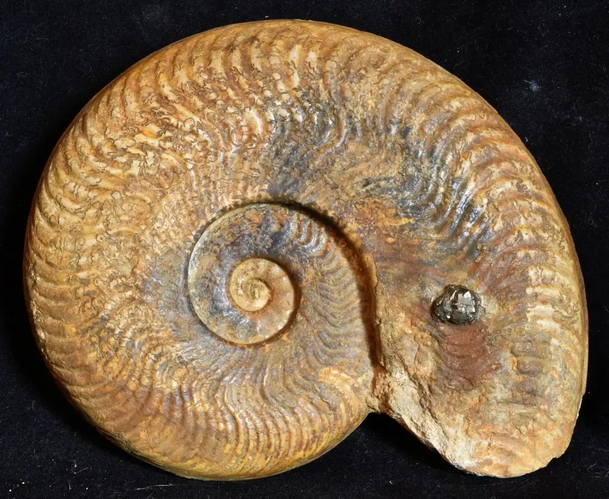 Ammonite Gökcisminin Güneş Sistemi'ndeki Rolü