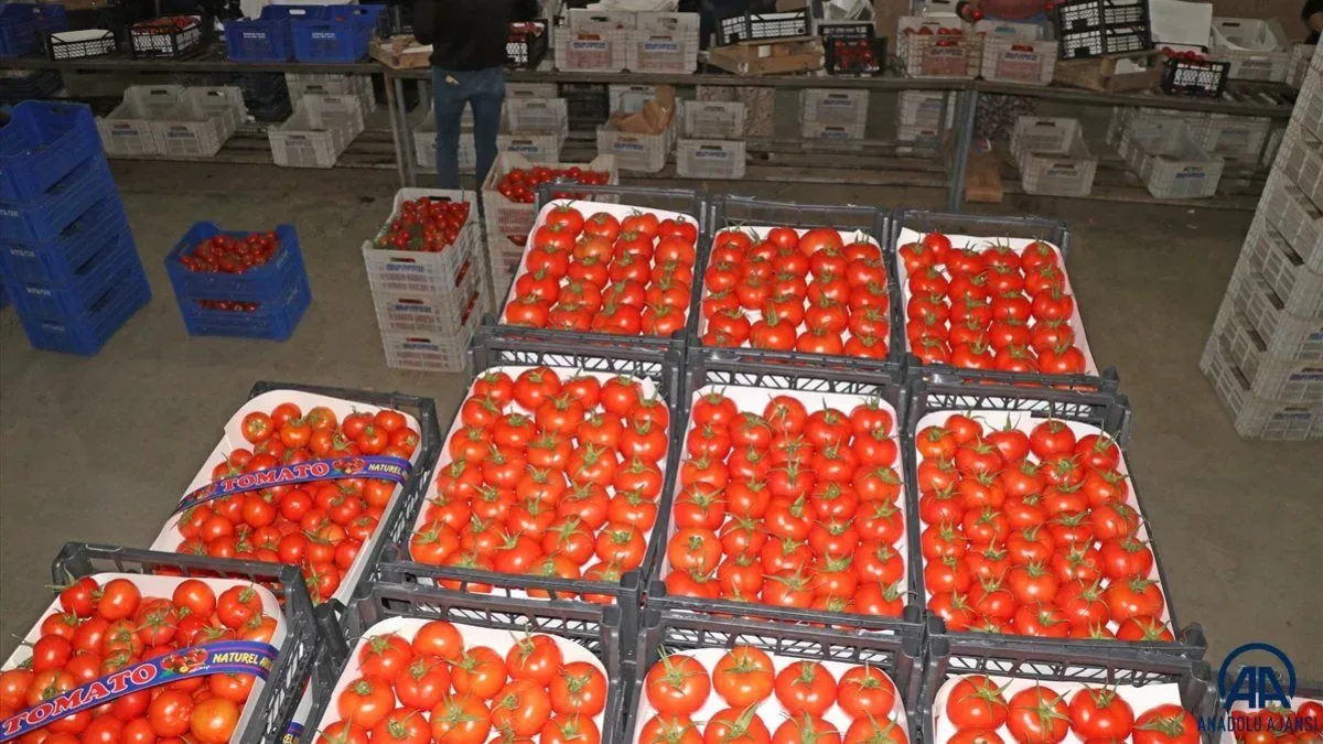 İhraç Domates: Kilosu 110 TL, 34 Ülkeye İhraç Ediliyor