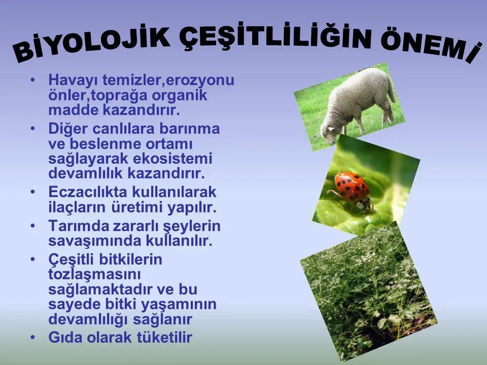 Biyolojik Çeşitlilik: Dünya Doğası ve Koruma Projeleri