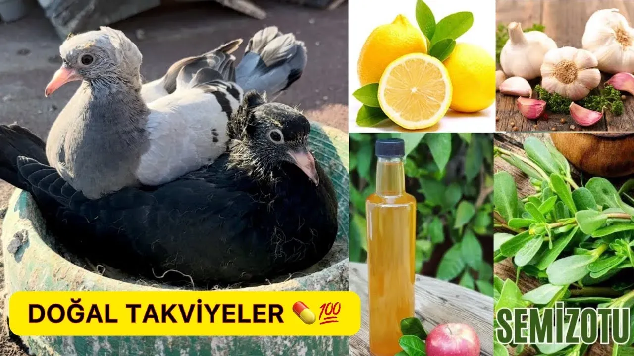 Sağlıkta doğal takviyeler: Bilinmesi gerekenler ve kısa rehber