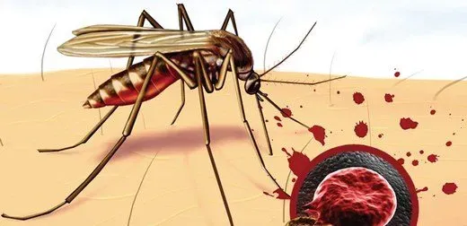 Sıtma: Belirtileri ve Tedavisi Hakkında Bilgiler