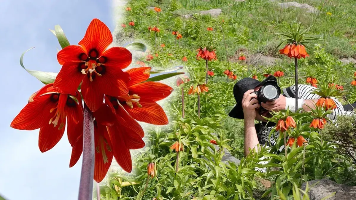 Şivişk Vadisi: Hakkari'nin Doğal Güzellik Merkezi