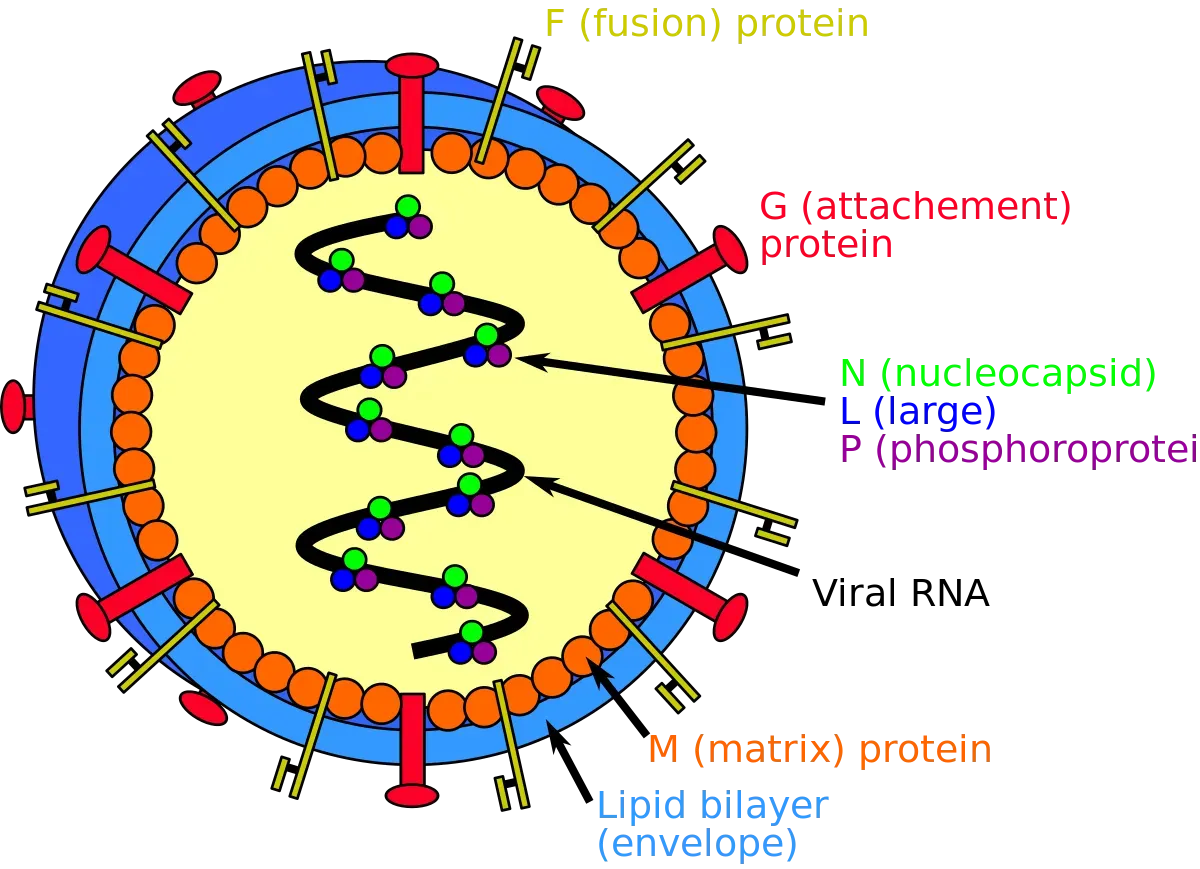 Henipavirus: Çin'de Tespit Edilen Yeni Virüsler Hakkında
