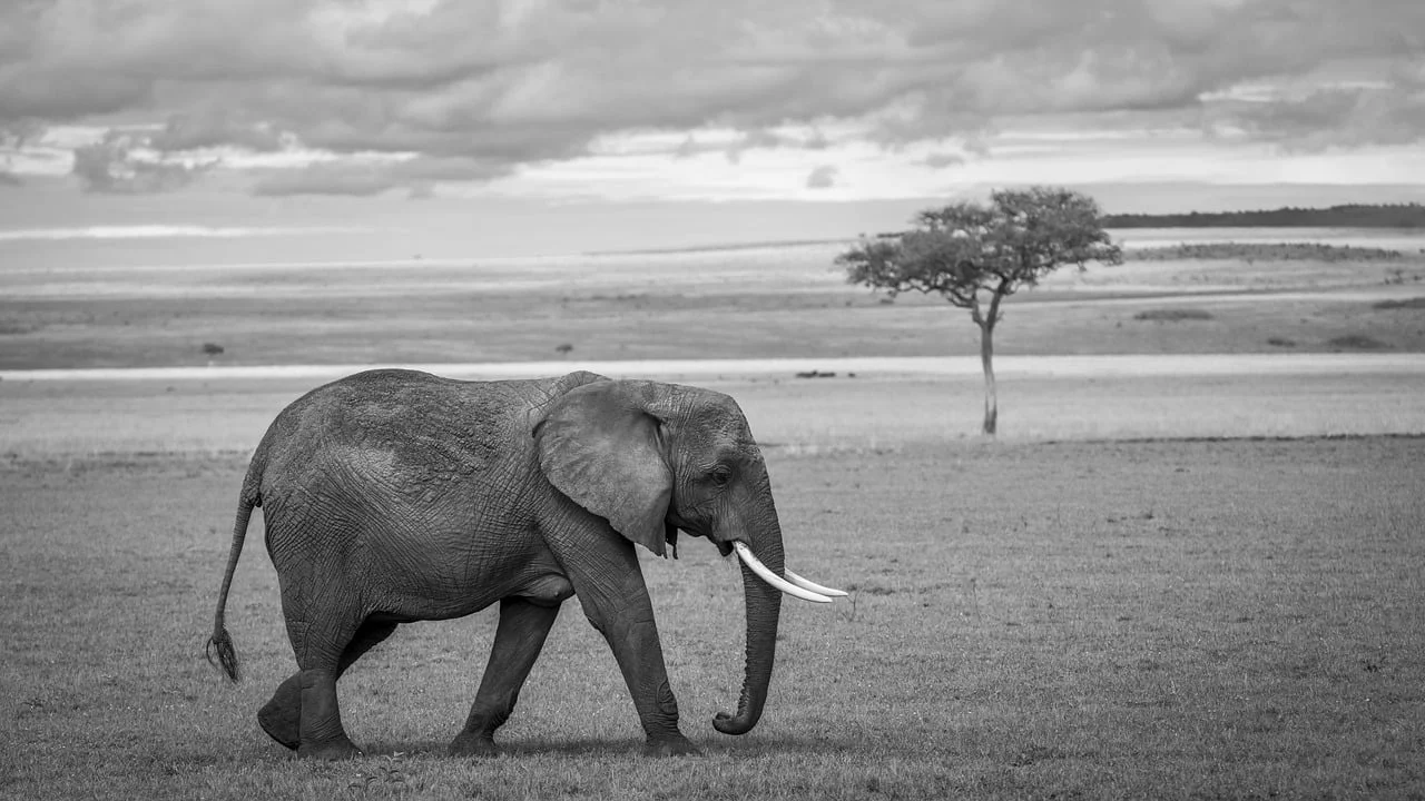 Afrika’da Yükselen Ekonomiler Ve Yatırım Fırsatları