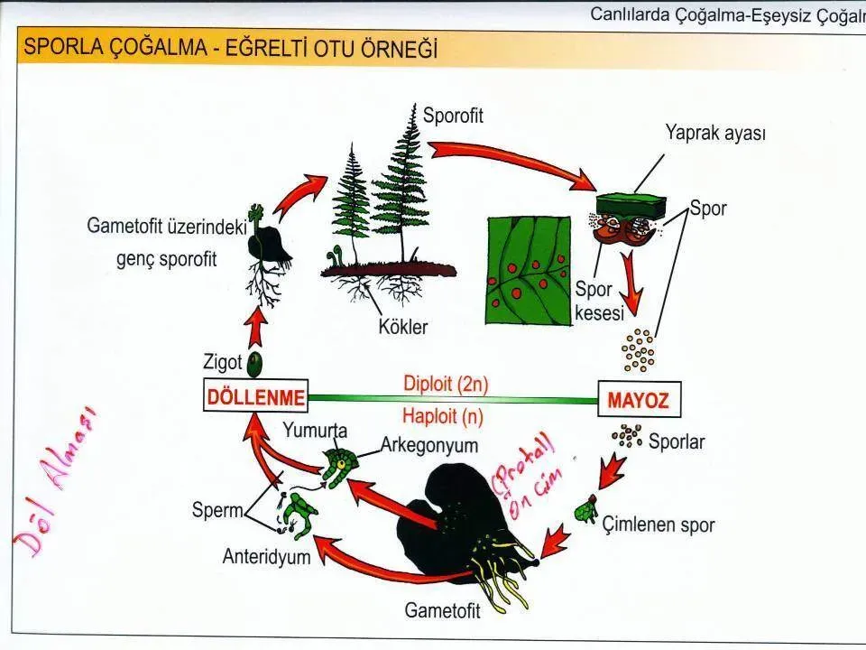 Sporla Yaşam: Günlük Alışkanlıklar ve Uzun Ömür İçin İpuçları