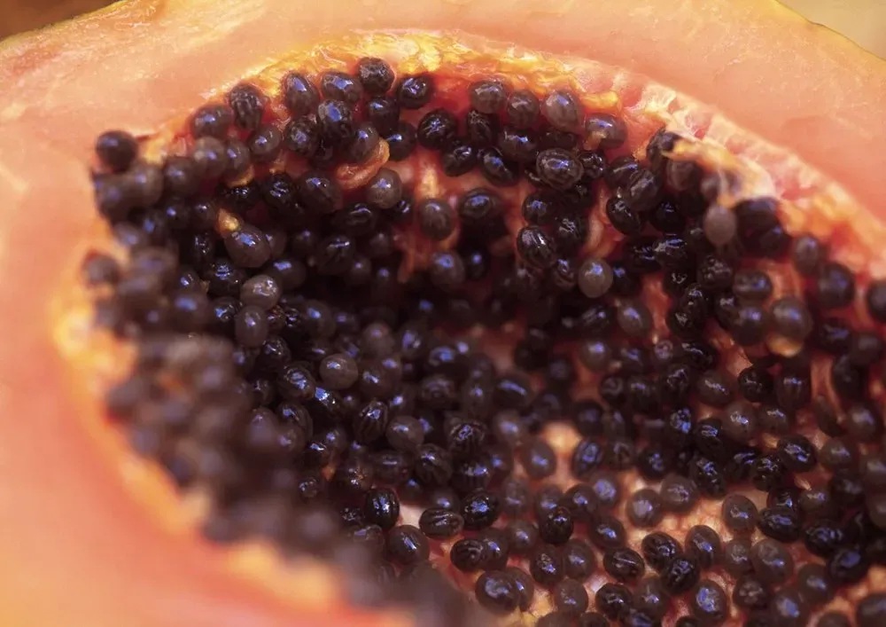 Aç Karnına Papaya: Sağlığınızı Destekleyen Faydaları