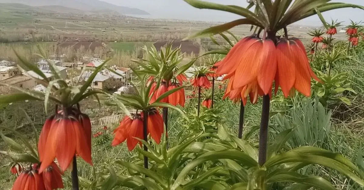 Ters Laleler: Hakkari’nin Şivişk Vadisi’nin Güzellikleri