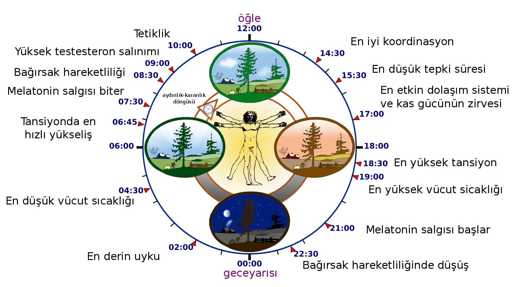 Biyolojik saatin düzgün çalışması için günlük ipuçları
