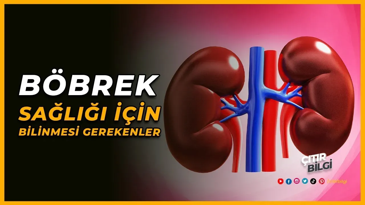 Böbrek Sağlığı: Belirtiler ve Risk Faktörleri
