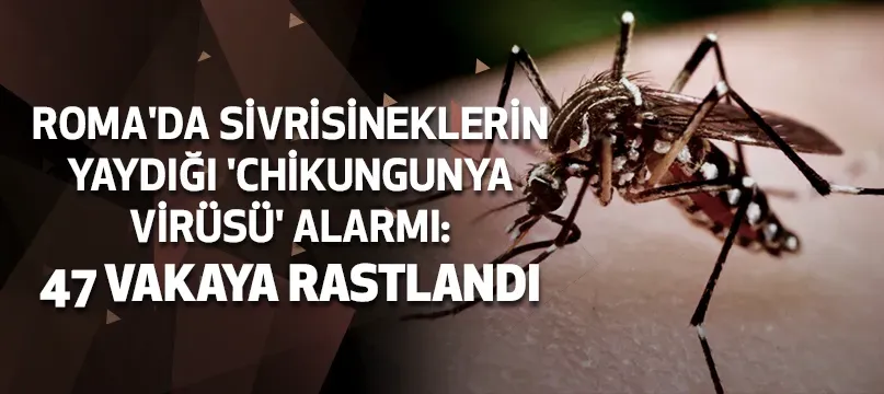 Chikungunya Virüsü: Belirtileri ve Tedavi Yöntemleri
